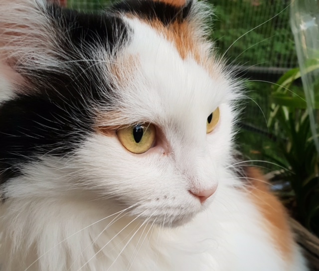 Sibirisk katt Iras