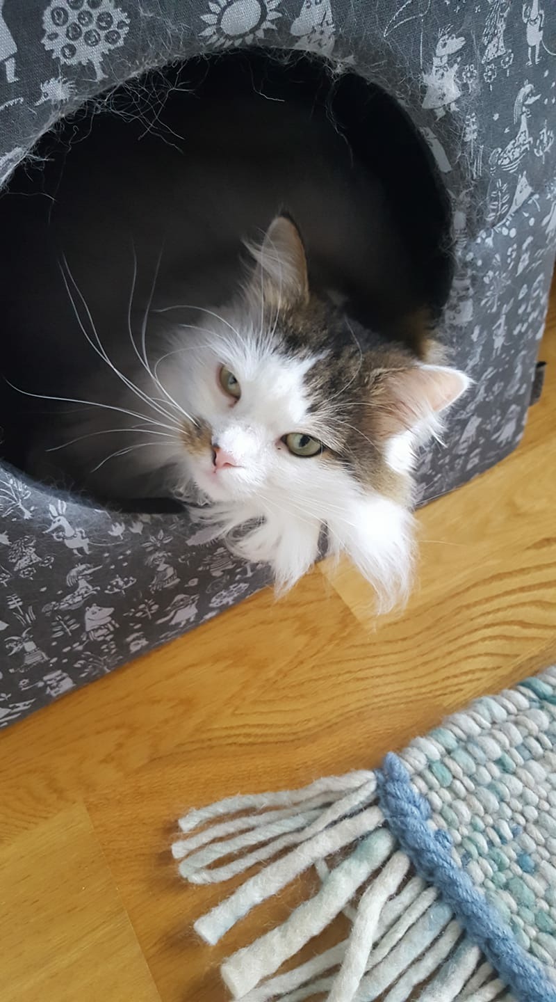 Sibirisk katt Avior