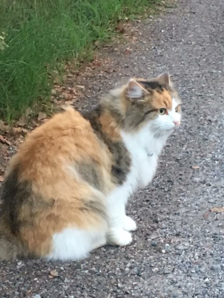 sibirisk katt Gaia