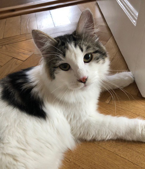 sibiriskkatt Velimir