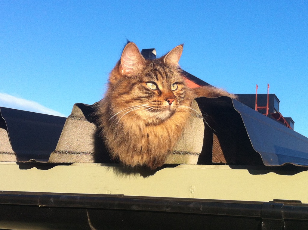 sibirisk katt Galaxy