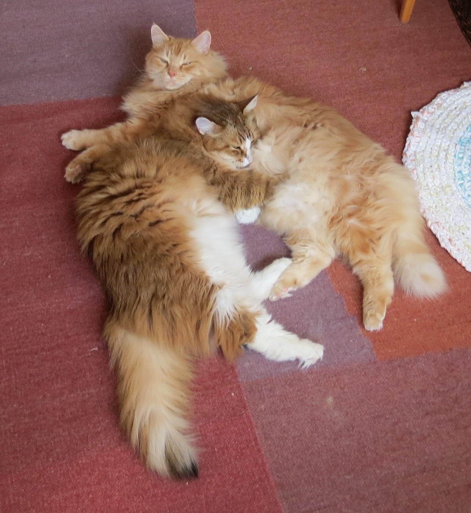 Sibirisk katt Hercules och Galileo