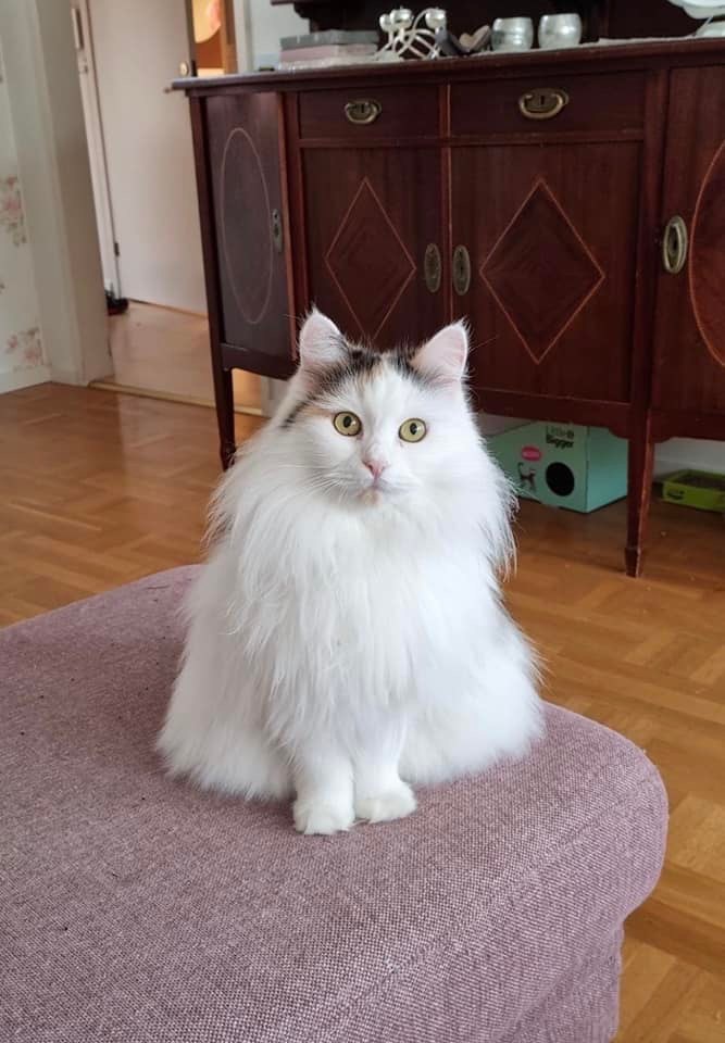 Sibirisk katt Nova