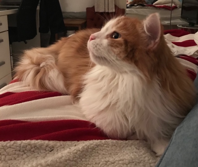 sibirisk katt Pollux
