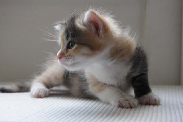 sibirisk kattunge