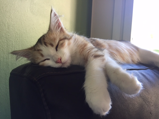 sibirisk kattunge Geisha