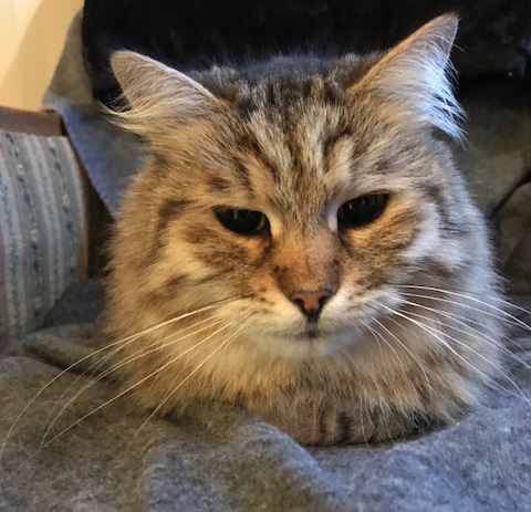 Sibirisk katt Gabbie