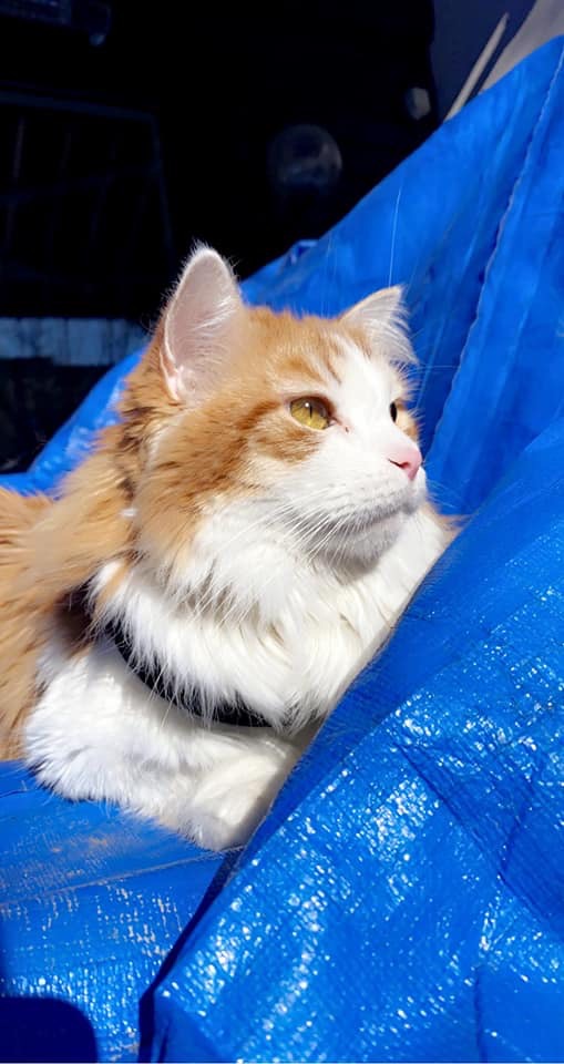 Sibirisk katt Pollux