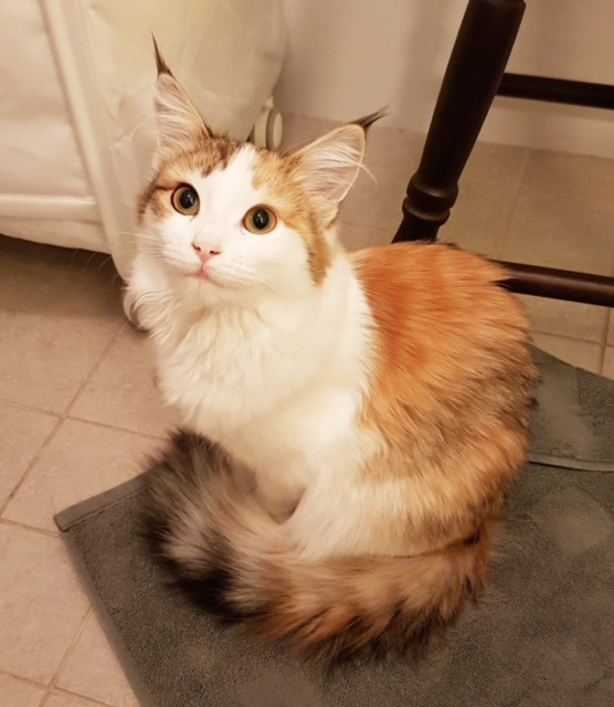 Sibirisk katt Nymphe