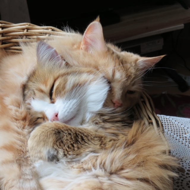 Sibirisk katt Hercules o Galileo