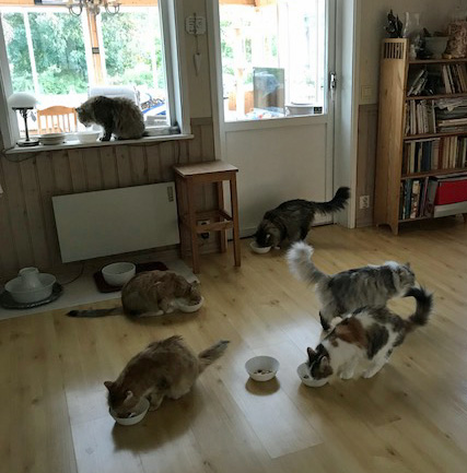 aibirisk katt 