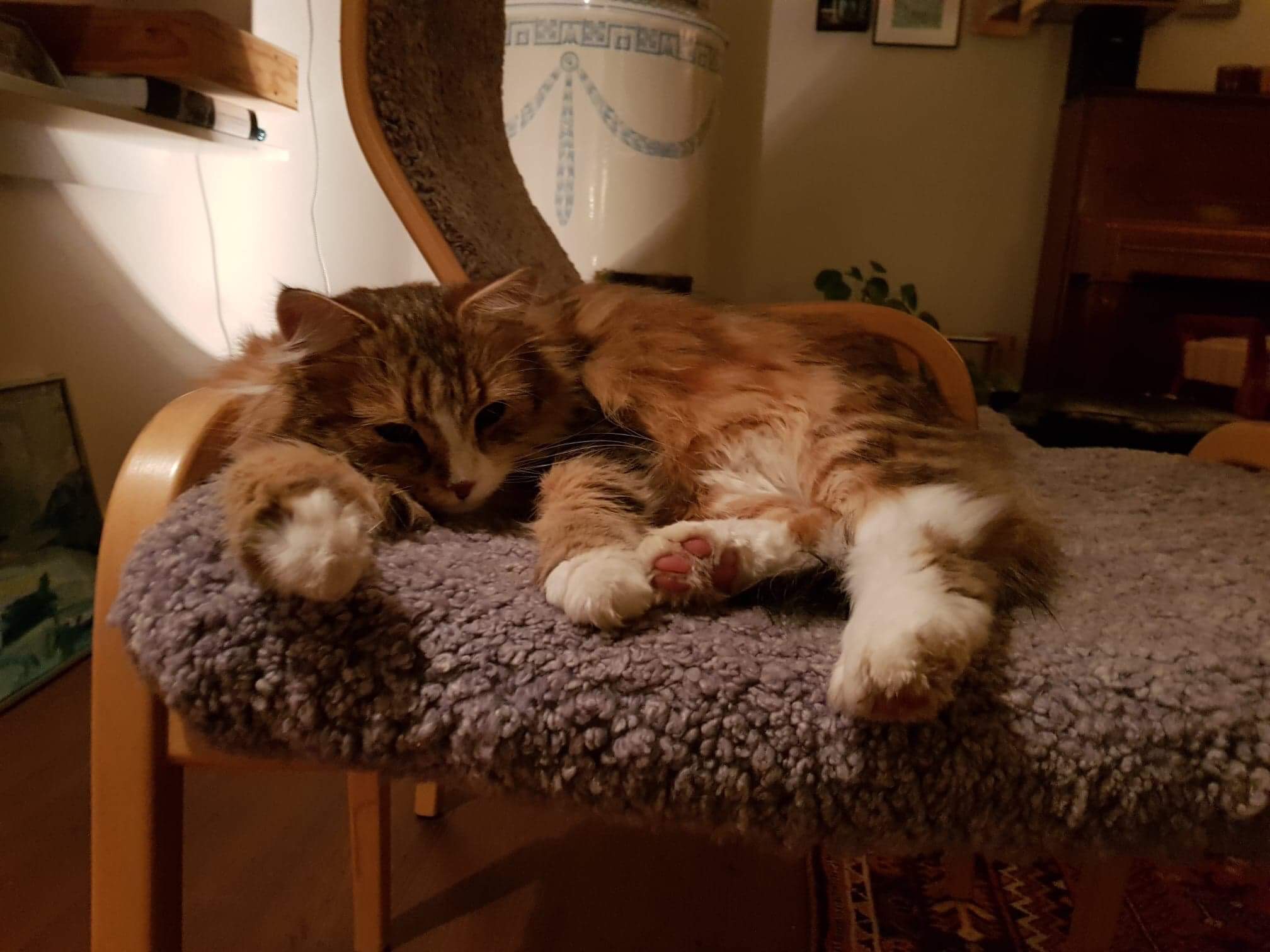 sibirisk katt Nyx
