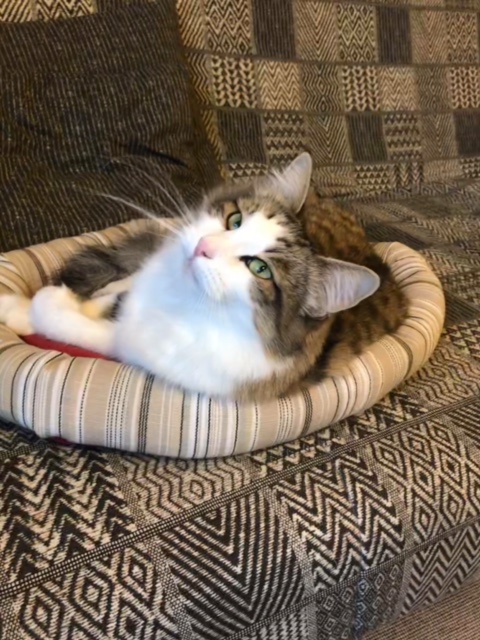 sibirisk katt Hubble