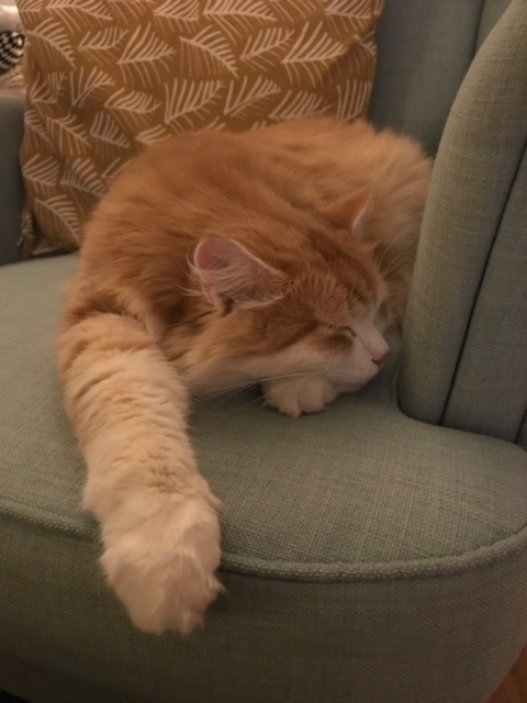 sibirisk katt Ivan
