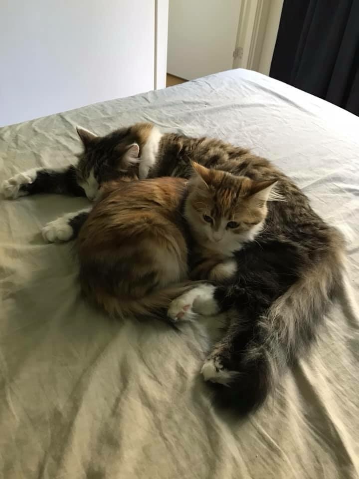 Sibirisk katt Kalypso Rhea