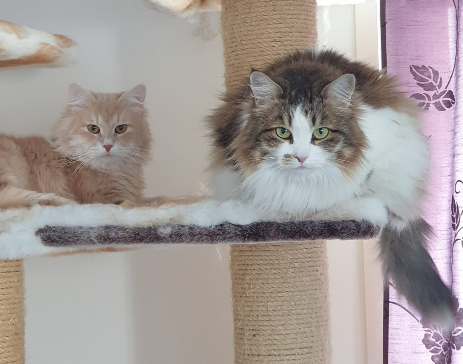 Sibirisk katt Electra och Yezo