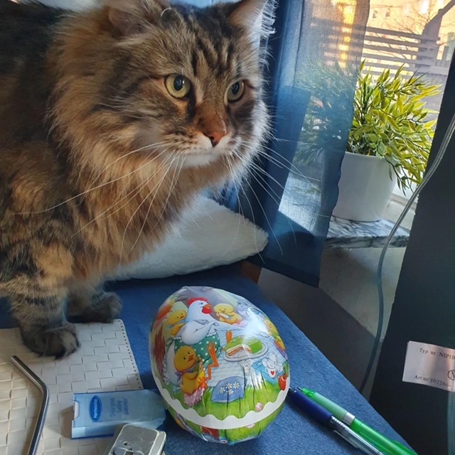 Sibirisk katt Crux