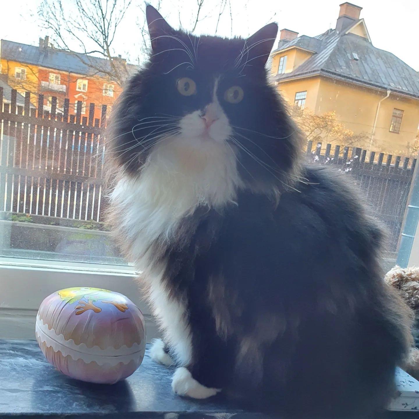 Sibirisk katt Olea