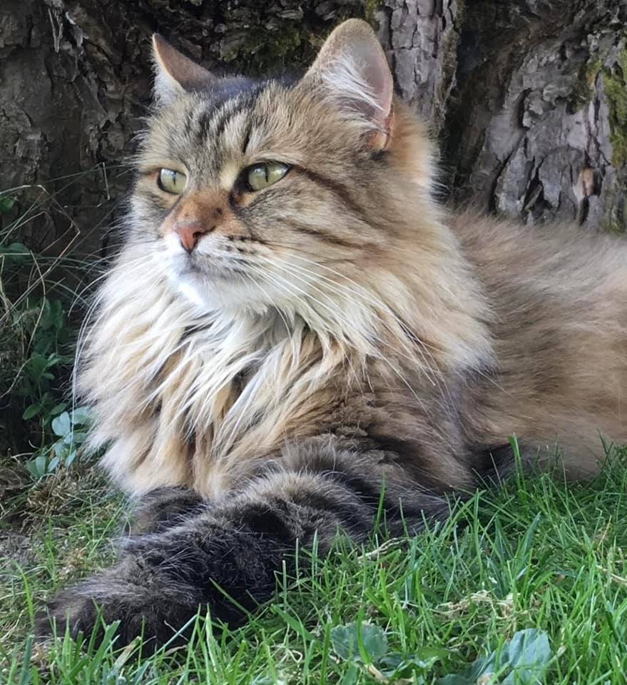 Sibirisk katt Juliet