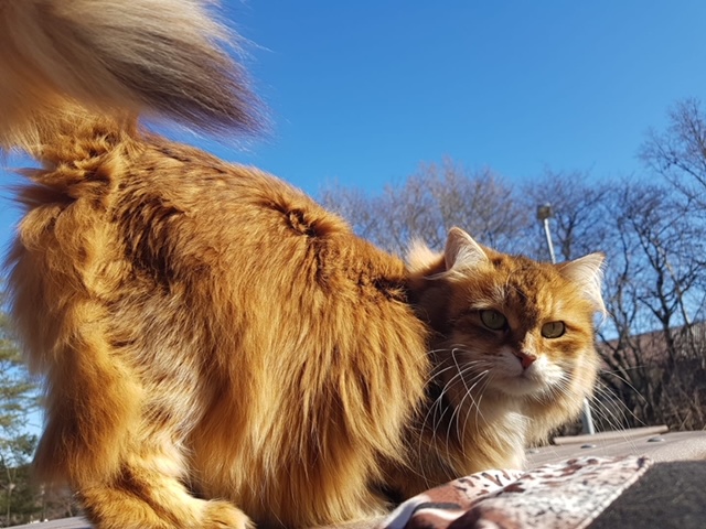 Sibirisk katt Quirk