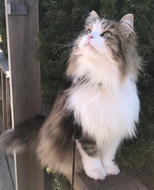 Sibirisk katt Elliot