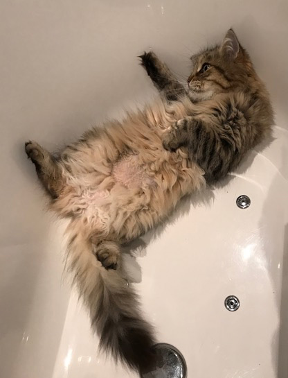 sibirisk katt Gabbie