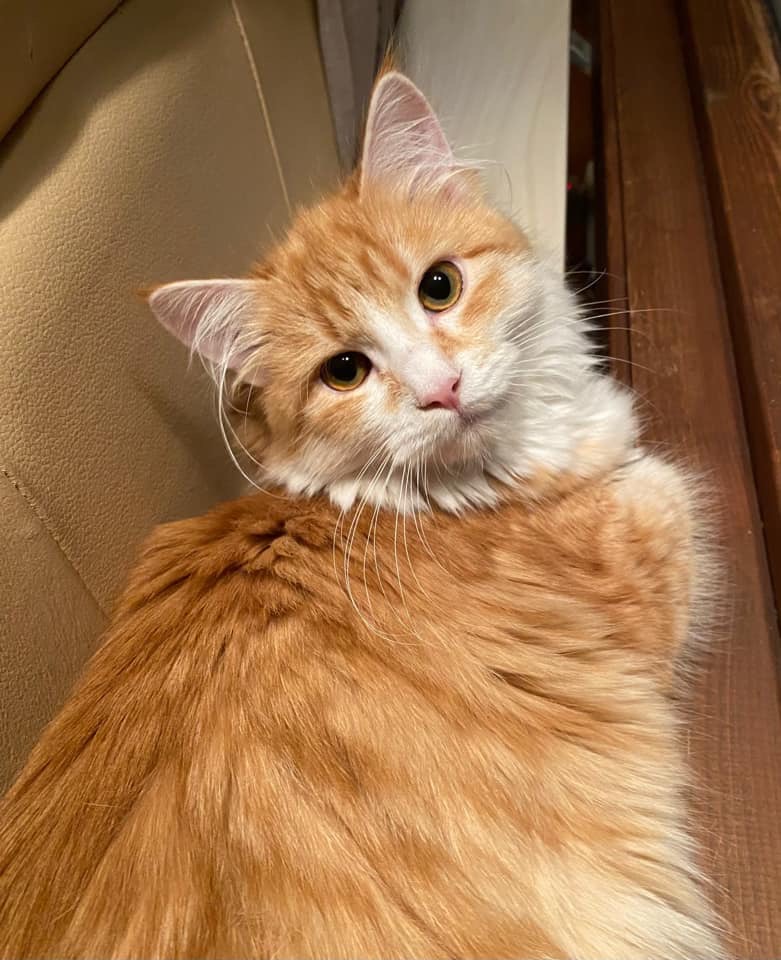Sibirisk katt Flynn