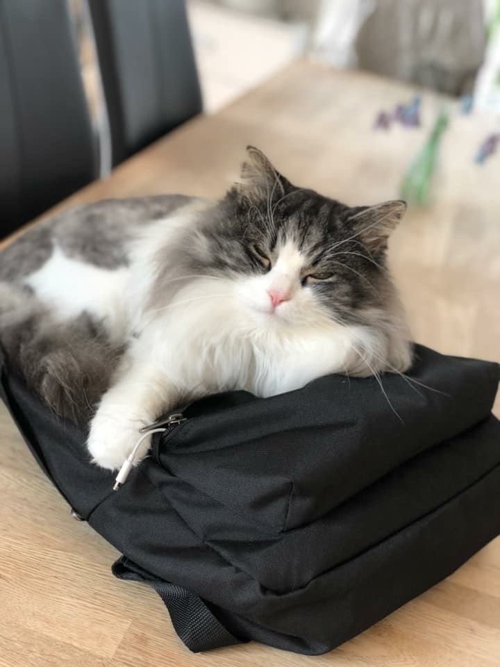sibirisk katt Apollo