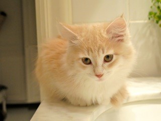 sibirisk kattunge Ikaros
