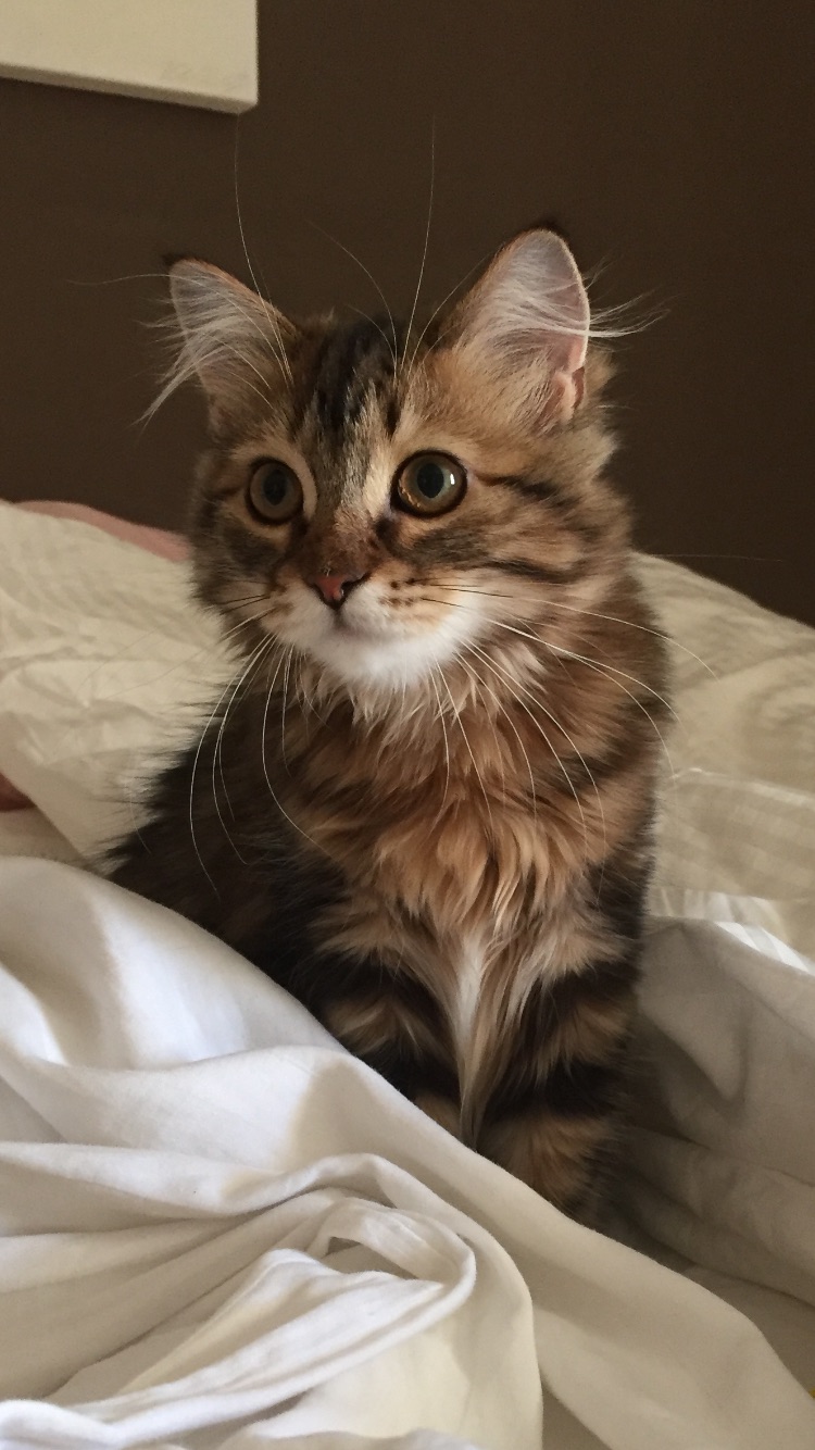 sibirisk katt Olga