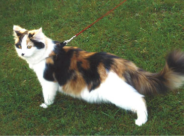 sibirisk katt