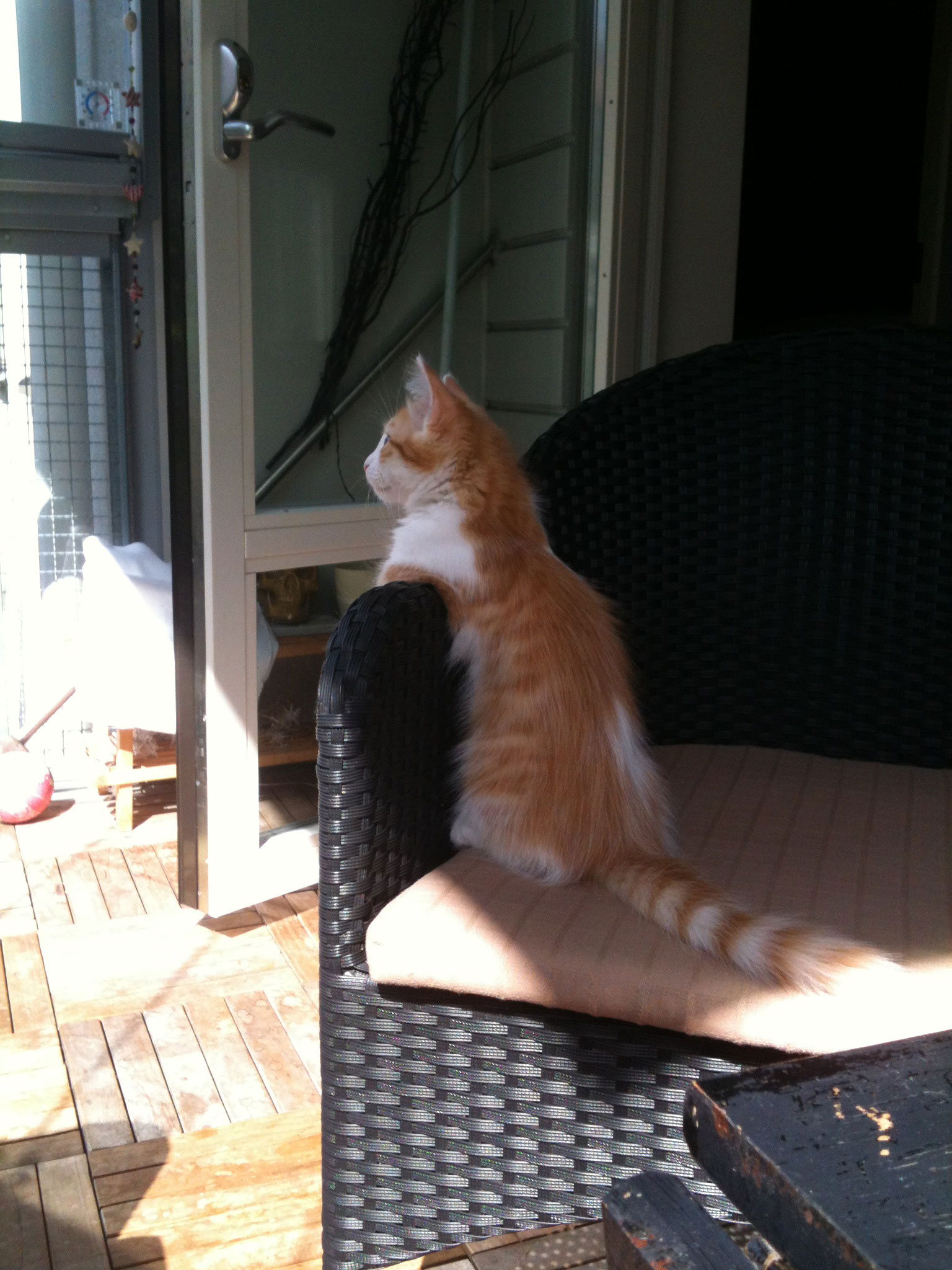 sibirisk katt