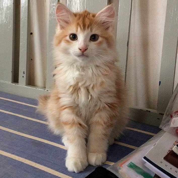 sibirisk katt Ivan