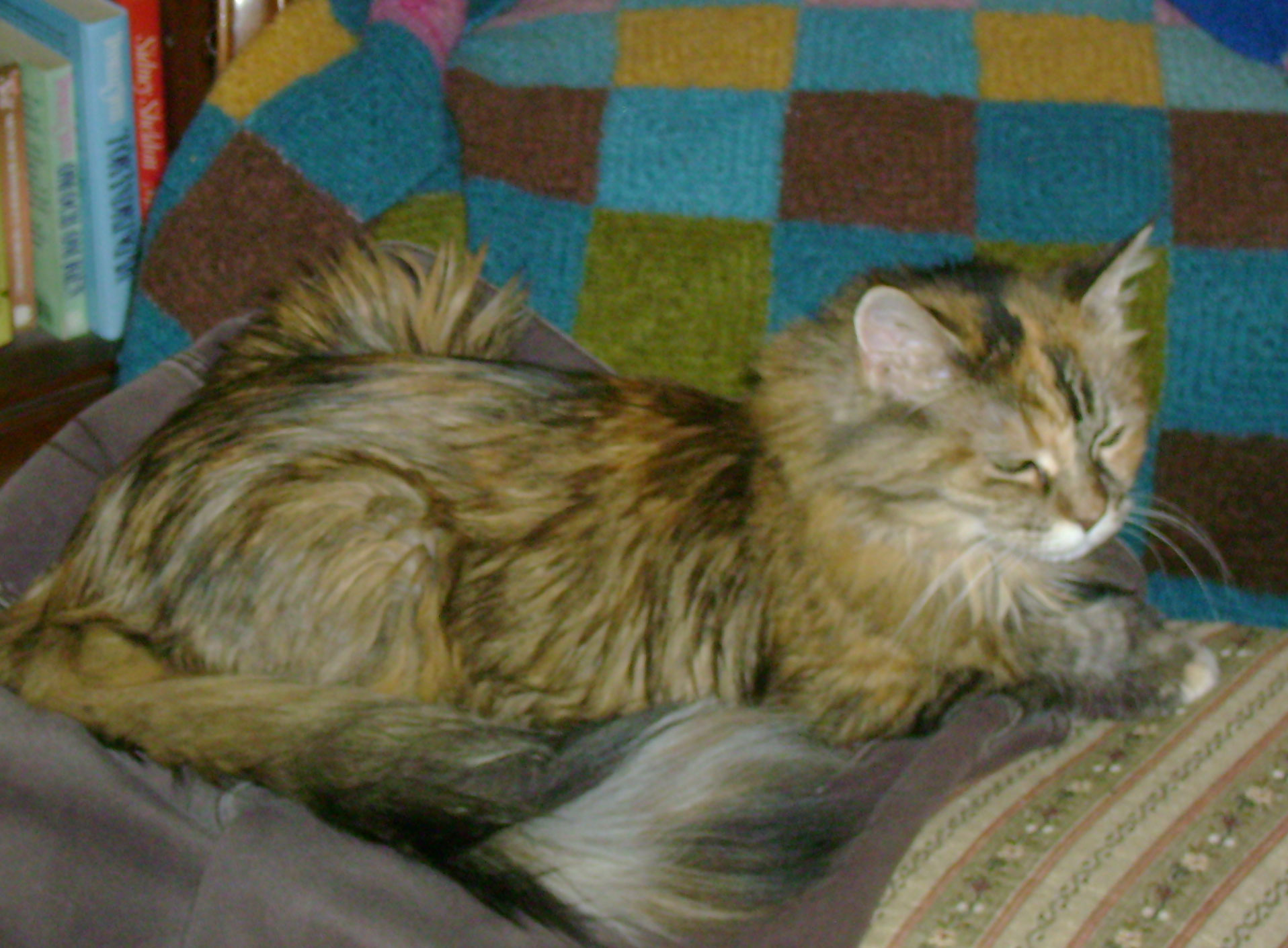 maine coon