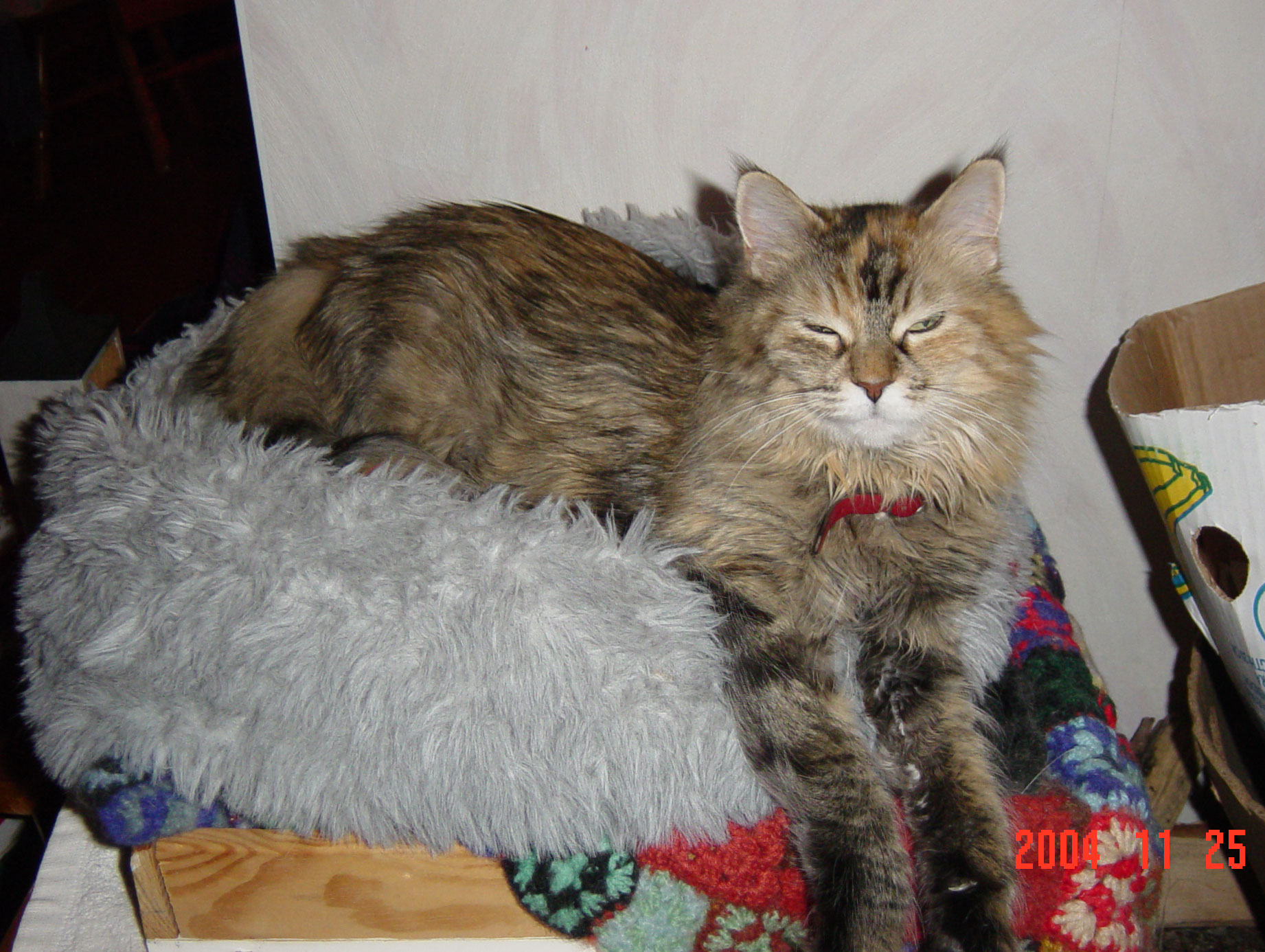 maine coon