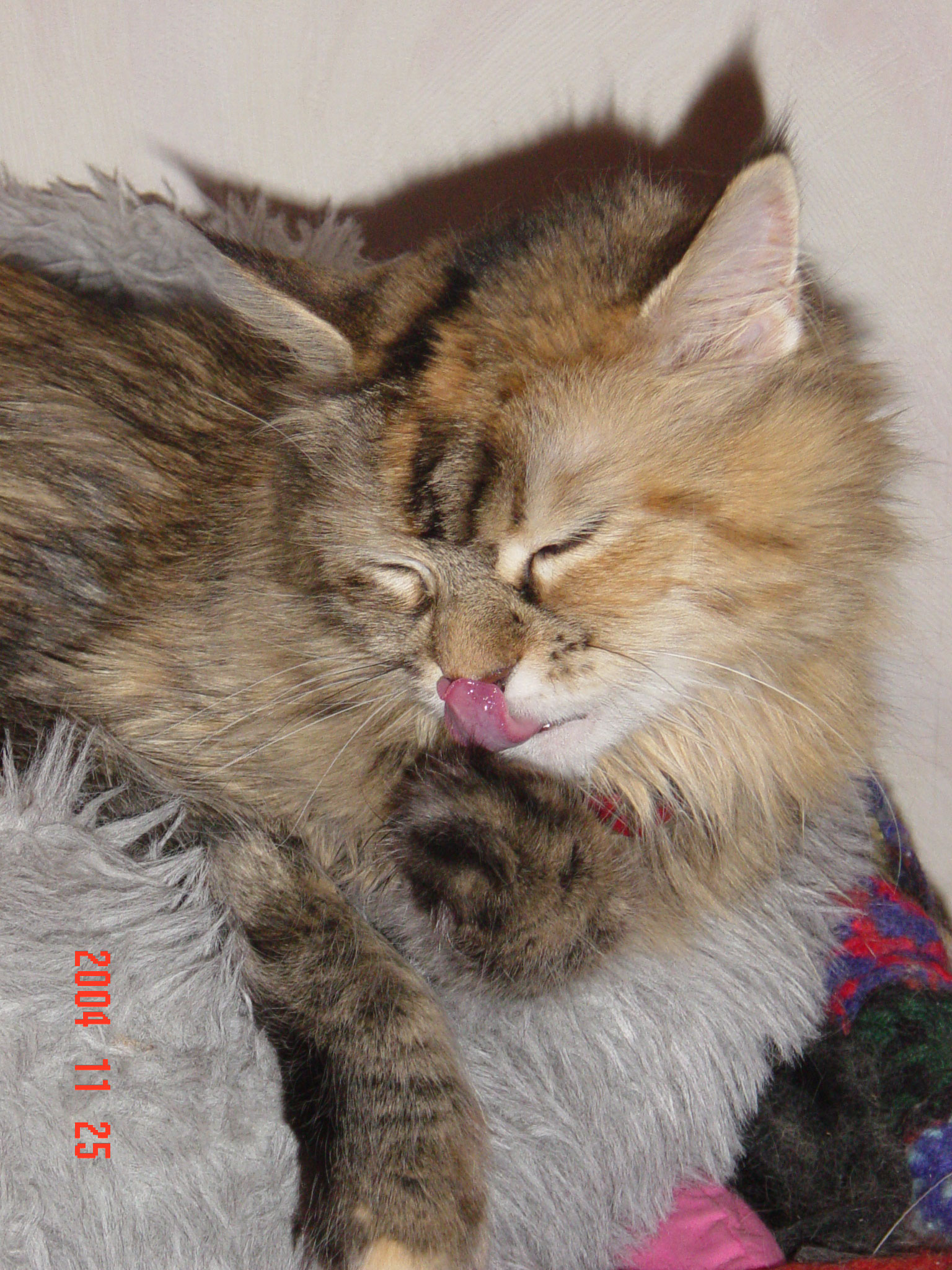 maine coon