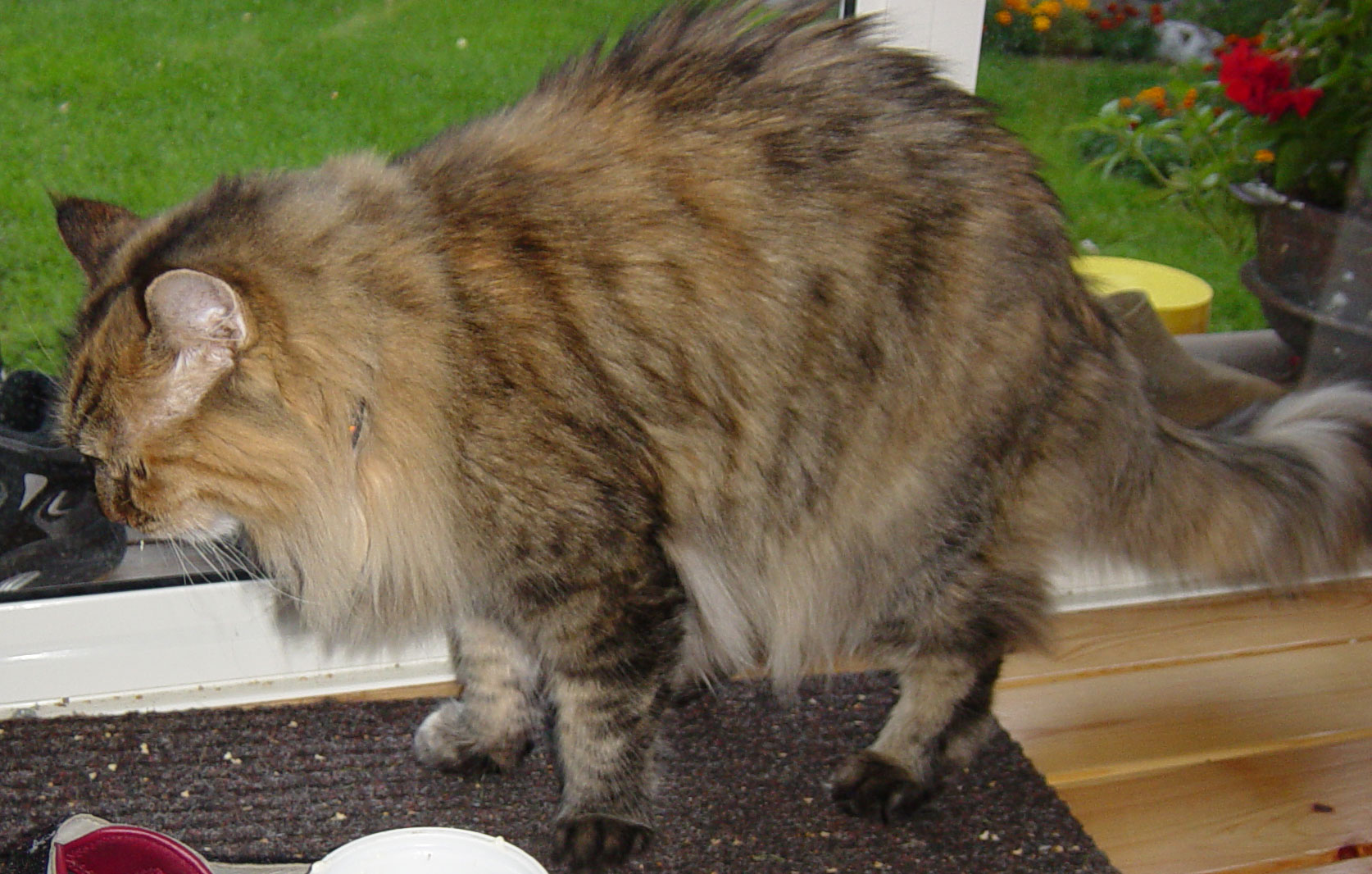 maine coon