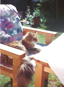 Maine coon