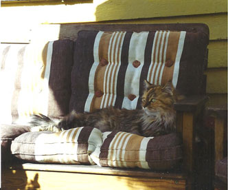 Maine coon