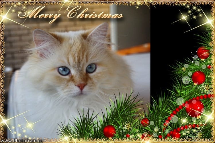 Julkort Cattias