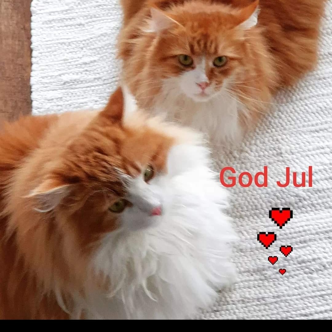 Sibirisk katt Neptune och Rost