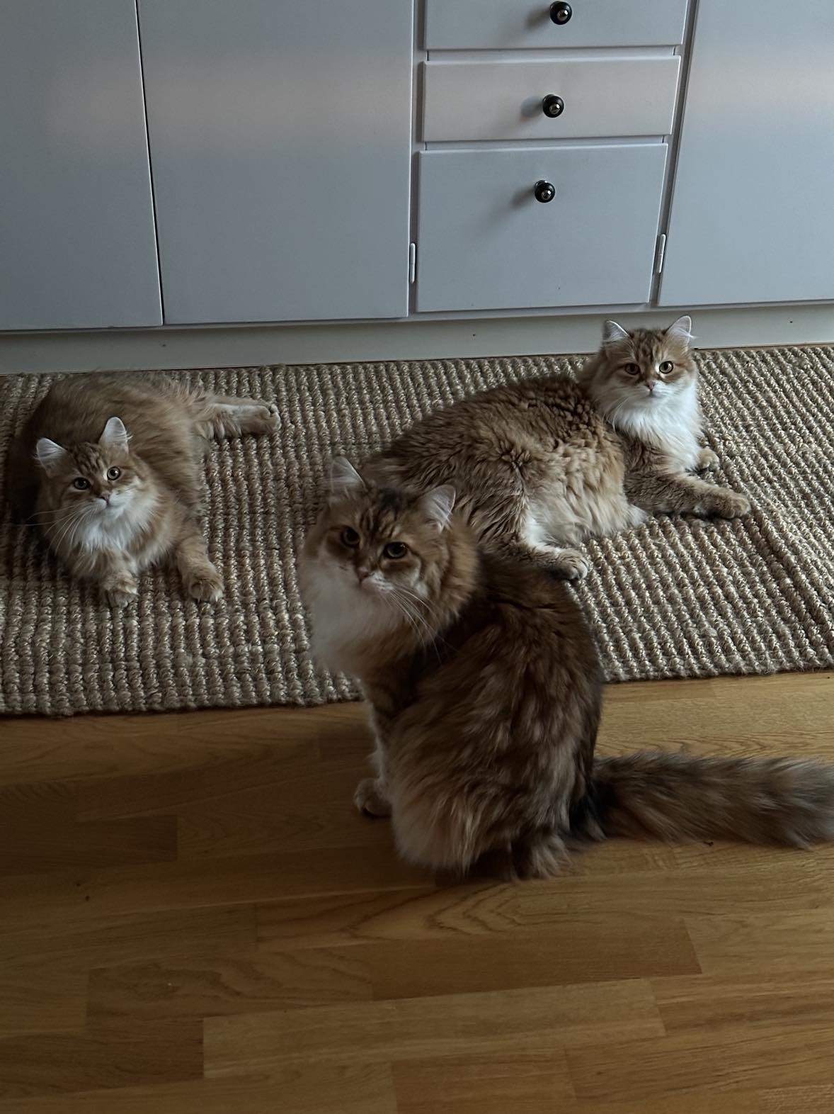 Julkort Ursula Bianca o Mneme