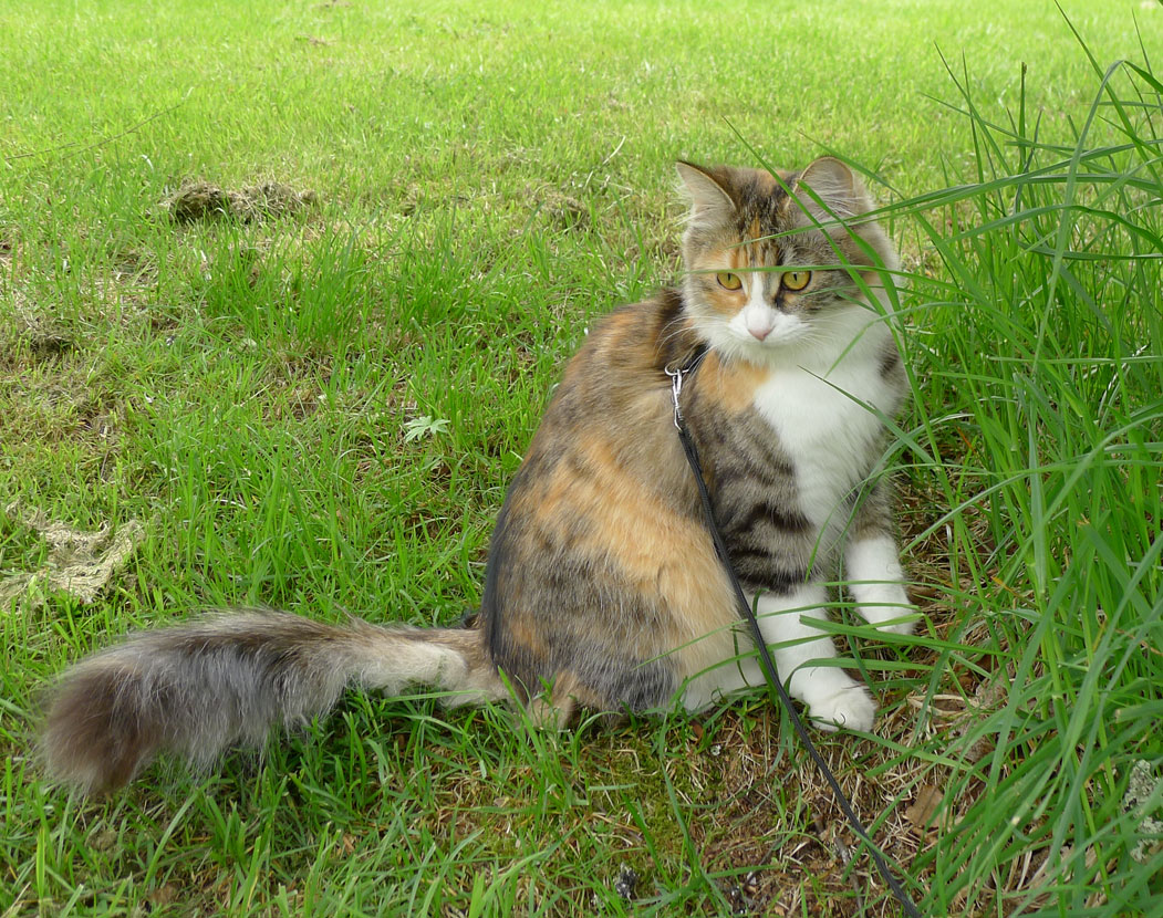 sibirisk katt