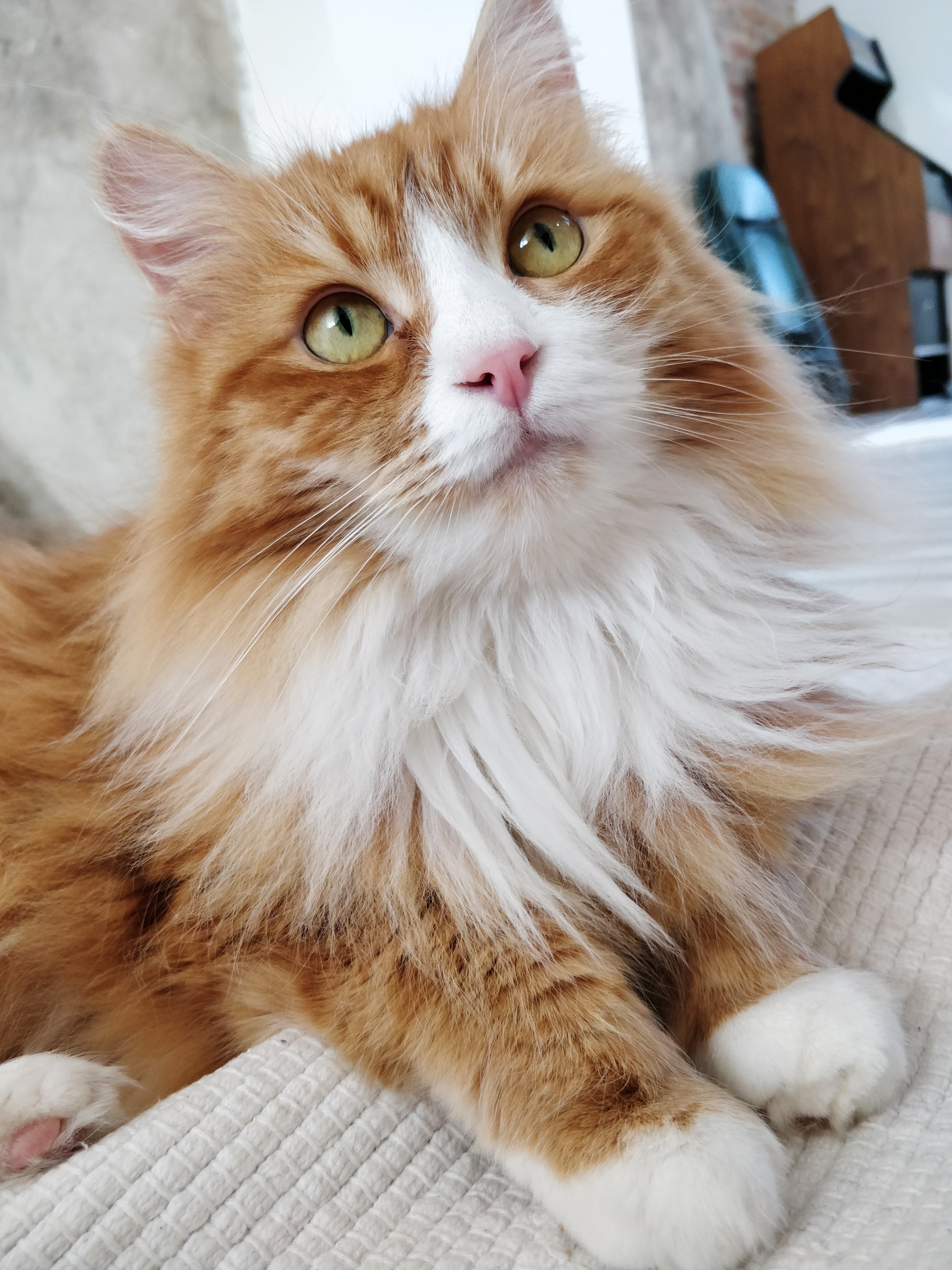 sibirisk katt Kale