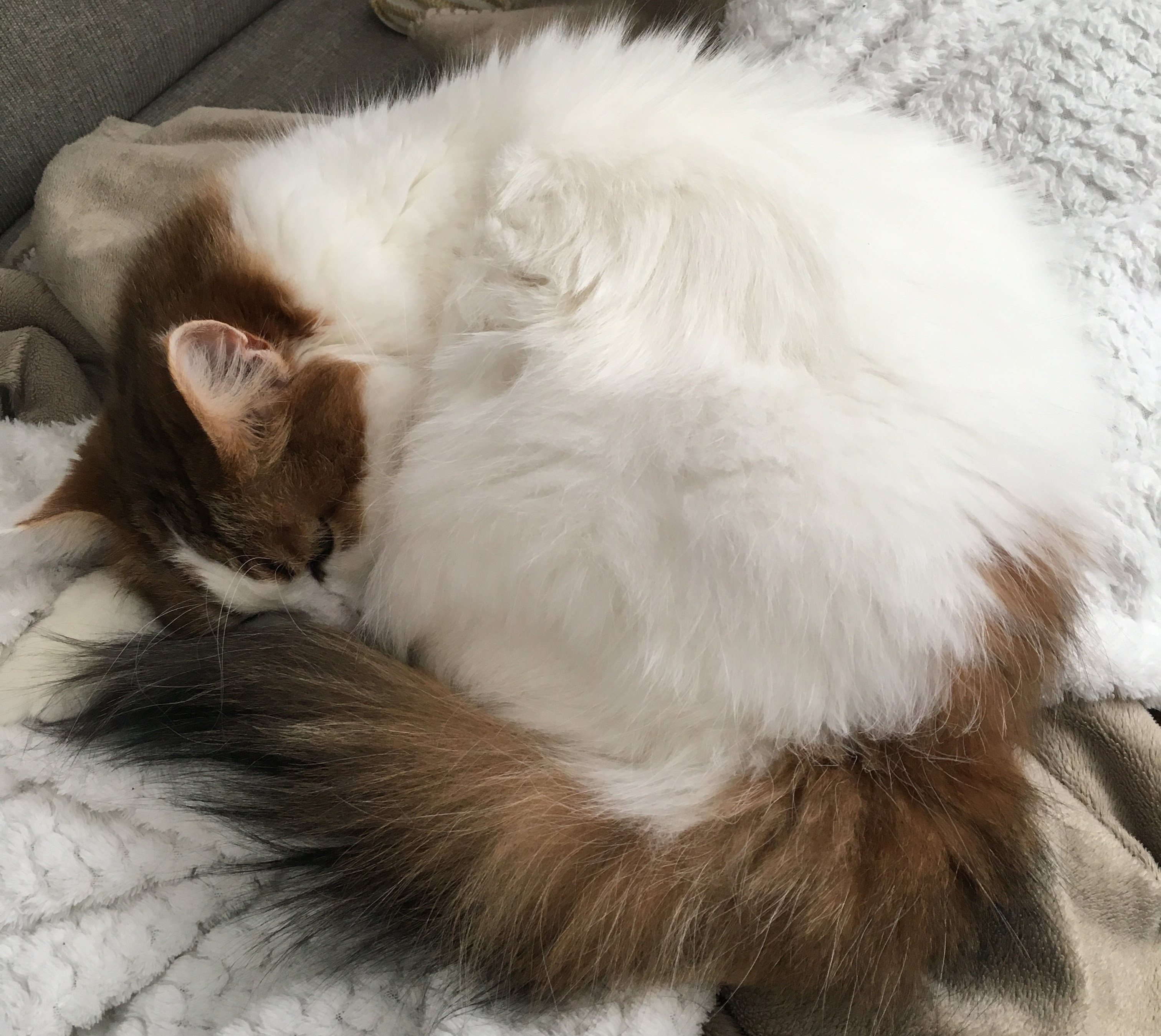 sibirisak katt Katz