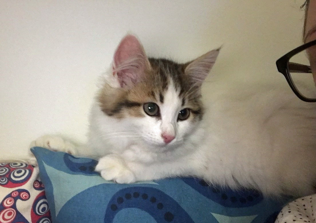Sibiriskkatt Katz
