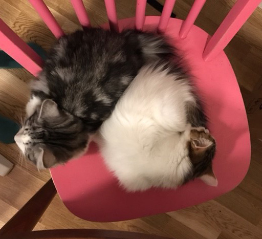 sibirisk kattunge Katz med sin vän Elsie