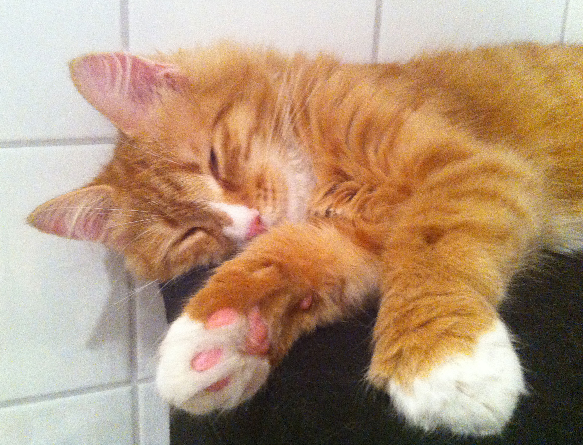 Sibirisk kattunge Kepheus,