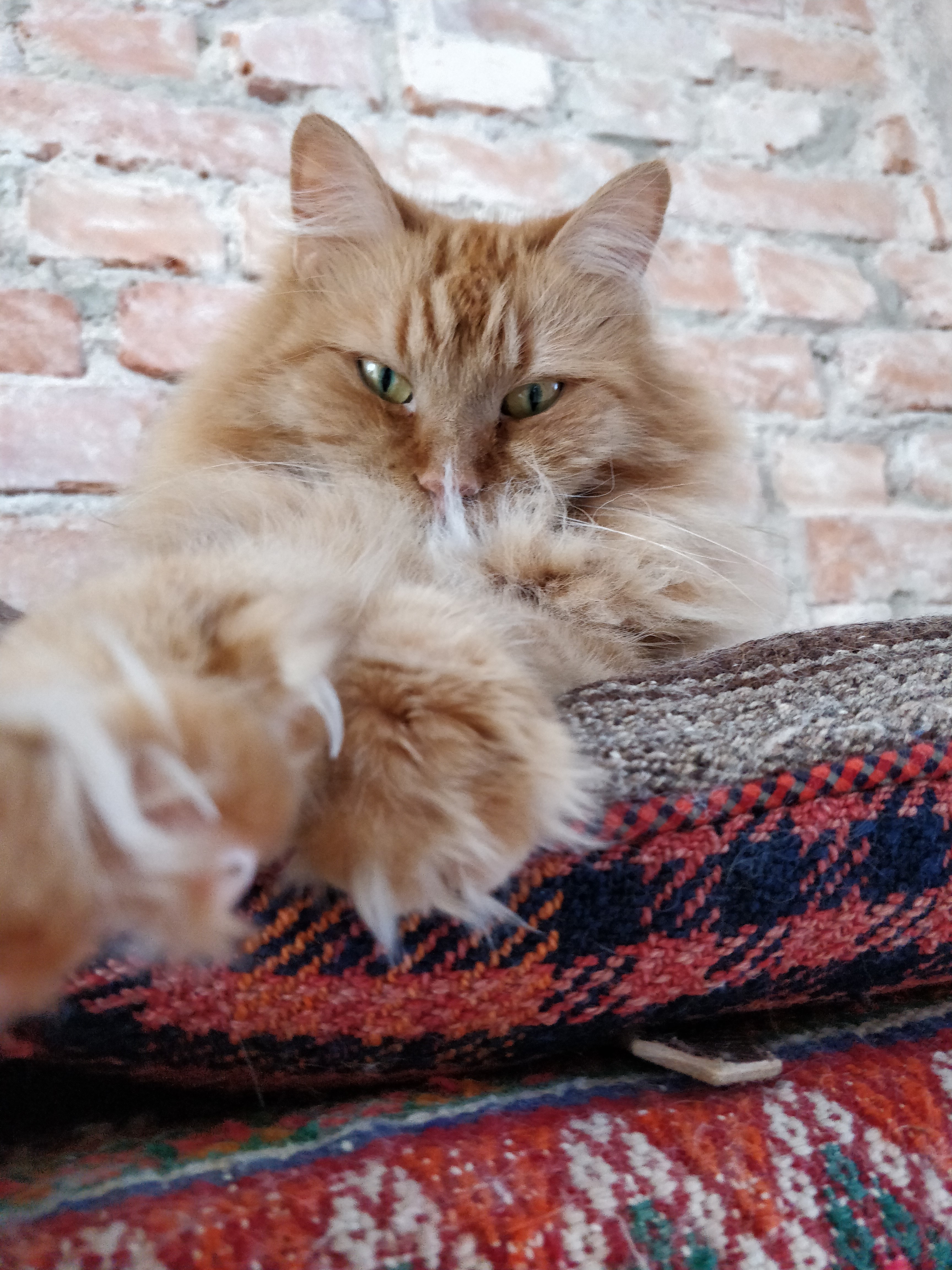 sibirisk katt Kosmos