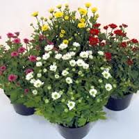 Krysantemum